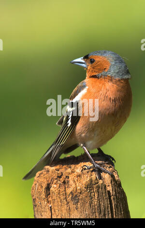 Chaffinch (Fringilla coelebs), homme assis sur un poteau de pâturage et à l'arrière, Allemagne, Rhénanie du Nord-Westphalie Banque D'Images