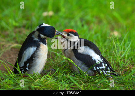 Great spotted woodpecker (Picoides major, Dendrocopos major), nourrir les oiseaux adultes un jeune roux dans un pré, vue de côté, l'Allemagne, Rhénanie du Nord-Westphalie Banque D'Images