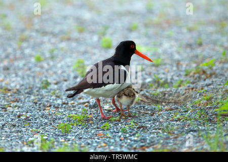 Palaearctic huîtrier pie (Haematopus ostralegus), l'alimentation avec chick, ALLEMAGNE, Basse-Saxe, Norderney Banque D'Images