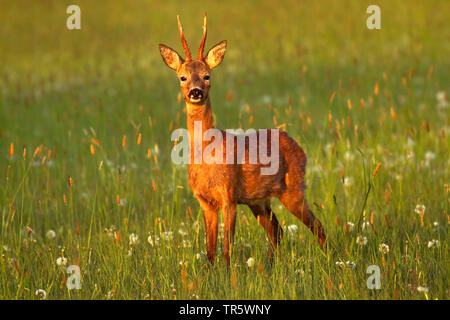 Le chevreuil (Capreolus capreolus), roe buck dans un pré, en Allemagne, en Rhénanie du Nord-Westphalie Banque D'Images