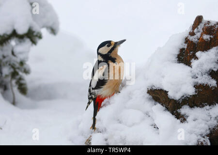 Great spotted woodpecker (Picoides major, Dendrocopos major), assis dans la neige au bord de la forêt, de l'Allemagne, Rhénanie du Nord-Westphalie Banque D'Images