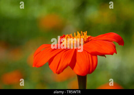 Tournesol mexicain (Tithonia rotundifolia), inflorescence, Allemagne, Rhénanie du Nord-Westphalie Banque D'Images