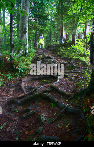 Rooty chemin forestier au Château du Falkenstein, Allemagne, Bavière, Allgaeu, Pfronten Banque D'Images