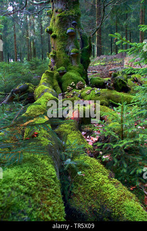 Arbre mort dans une forêt de mousses et de champignons, en Allemagne, en Rhénanie du Nord-Westphalie, Rhénanie-Palatinat, Nordhelle Banque D'Images