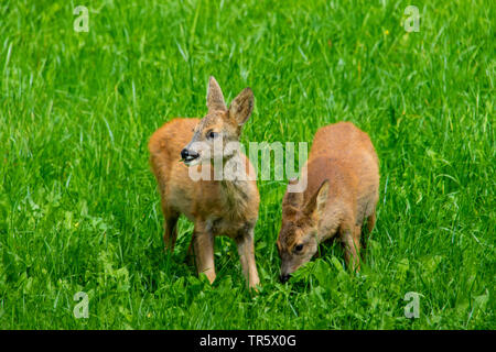 Le chevreuil (Capreolus capreolus), deux faons d'alimentation dans un pré, Suisse, Danemark Banque D'Images