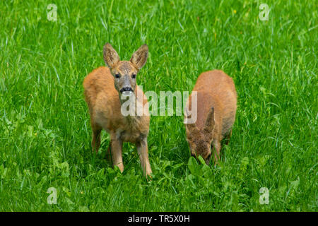 Le chevreuil (Capreolus capreolus), deux faons d'alimentation dans un pré, Suisse, Danemark Banque D'Images