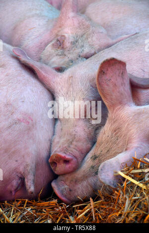 Porc domestique (Sus scrofa domestica) f., dormir les porcs, France Banque D'Images