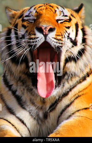 Tigre (Panthera tigris), tiger bâillement, portrait Banque D'Images