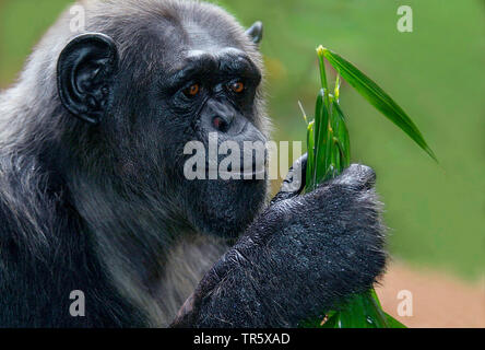 (Pan troglodytes chimpanzé commun), portrait, examen des parties de plante Banque D'Images