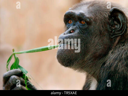 (Pan troglodytes chimpanzé commun), portrait, à grignoter une partie des plantes Banque D'Images