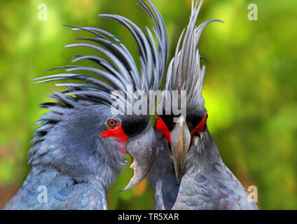 (Probosciger aterrimus palm cockatoo), paire, Australie Banque D'Images