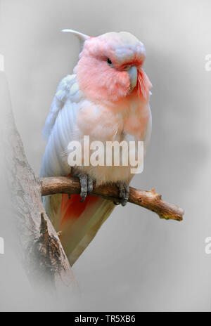 (Eolophus roseicapillus cacatoès rosalbin Cacatua, roseicapillus), assis sur une branche, l'Australie Banque D'Images