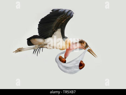 Marabou stork (crumeniferus Flamant rose (Phoenicopterus ruber), la prestation d'un bébé africain, en vol Banque D'Images