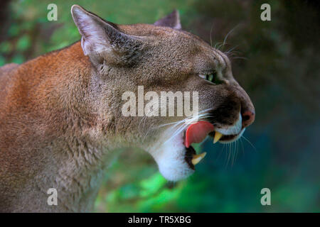 Puma, Mountain lion, le couguar (Puma concolor, Profelis concolor, Felis concolor), portrait, avec la bouche ouverte Banque D'Images