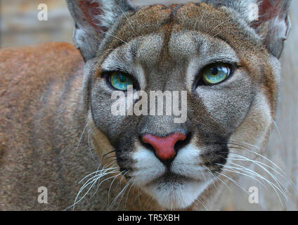 Puma, Mountain lion, le couguar (Puma concolor, Profelis concolor, Felis concolor), portrait, front view Banque D'Images