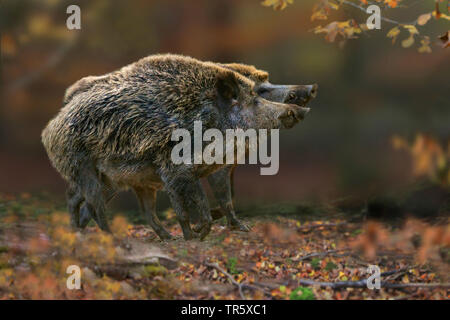 Le sanglier, le porc, le sanglier (Sus scrofa), deux rivalisant avec les sangliers dans la forêt, vue latérale, Allemagne Banque D'Images