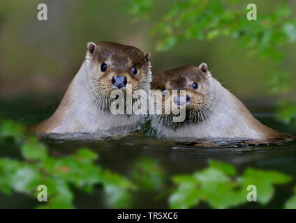 La loutre d'Europe, loutre d'Europe, la loutre (Lutra lutra), paire dans l'eau, de l'Allemagne Banque D'Images