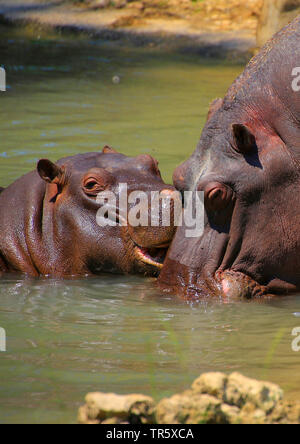 Hippopotame, hippopotame, hippopotame commun (Hippopotamus amphibius), jeune animal avec la mère dans l'eau Banque D'Images