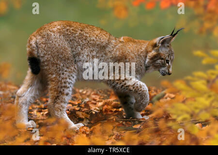 Le lynx eurasien (Lynx lynx), marcher dans une forêt d'automne, Allemagne Banque D'Images