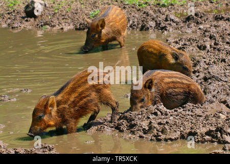 Le sanglier, le porc, le sanglier (Sus scrofa), shoats s'enracinant dans la boue, Allemagne Banque D'Images