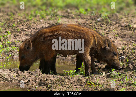 Le sanglier, le porc, le sanglier (Sus scrofa), shoats s'enracinant dans la boue, Allemagne Banque D'Images