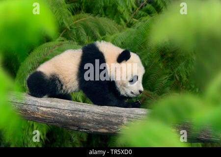Panda géant (Ailuropoda melanoleuca), pup sur un arbre, Chine Banque D'Images