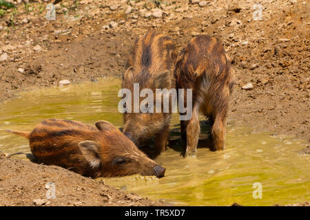 Le sanglier, le porc, le sanglier (Sus scrofa), shoats s'enracinant dans la boue, Allemagne Banque D'Images