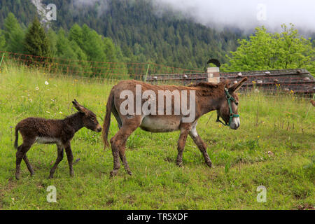 L'âne domestique (Equus asinus asinus), mère avec poulain sur un pâturage, Allemagne Banque D'Images