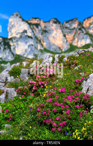 Rose des alpes velu (Rhododendron hirsutum), qui fleurit en face de la montagne, l'Autriche, le Tyrol Banque D'Images