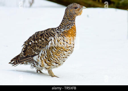 Grand tétras, grand tétras (Tetrao urogallus), capercailzie poule dans la neige, vue latérale, Allemagne Banque D'Images