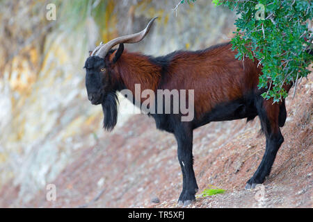 Chèvre sauvage Balearian (Capra hircus, Capra aegagrus f. hircus), feral Billy Goat sur Majorque, vue de côté, l'Espagne, Baléares, Majorque, Serra de Tramuntana Banque D'Images