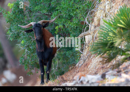 Chèvre sauvage Balearian (Capra hircus, Capra aegagrus f. hircus), feral Billy Goat sur Majorque, vue de face, l'Espagne, Baléares, Majorque, Serra de Tramuntana Banque D'Images