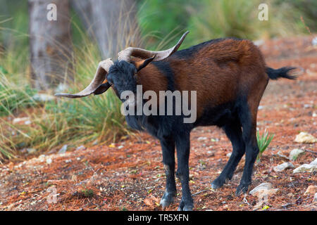 Chèvre sauvage Balearian (Capra hircus, Capra aegagrus f. hircus), feral Billy Goat sur Majorque, vue de côté, l'Espagne, Baléares, Majorque, Serra de Tramuntana Banque D'Images