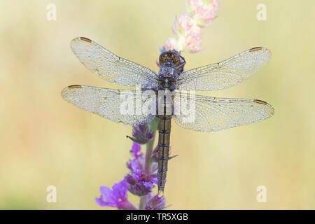 (Orthetrum coerulescens skimmer carénées), femme à la salicaire , Allemagne Banque D'Images