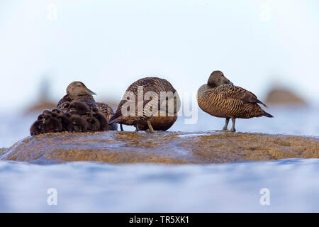 L'eider à duvet (Somateria mollissima), les femelles et leurs oisons reposant sur une pierre dans l'eau, la Suède Banque D'Images