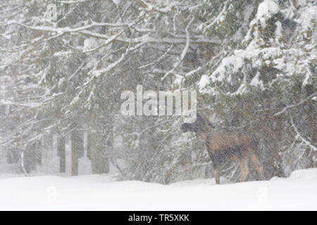 Le wapiti, l'orignal (Alces alces alces), comité permanent de la neige à la lisière de la forêt, vue de côté, la Suède Banque D'Images