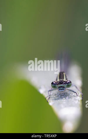 Libellule (Coenagrion spec.), portrait, vue de face, l'Allemagne, la Bavière Banque D'Images