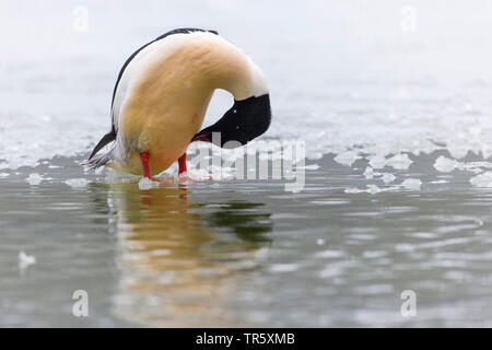 Harle bièvre (Mergus merganser), homme d'un lac gelé, de lissage, de l'Allemagne, la Bavière Banque D'Images