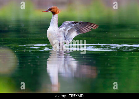 Harle bièvre (Mergus merganser), femelle sur l'eau, les ailes battantes, Germany Banque D'Images