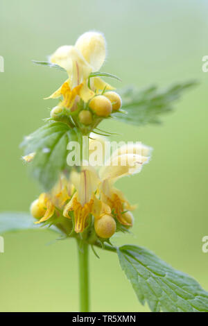 Dead-jaune, jaune d'ortie, de l'Archange de l'usine d'aluminium, usine d'artillerie (Lamium galeobdolon Lamiastrum Galeobdolon, jaune, galeobdolon), la floraison, l'Allemagne, la Bavière Banque D'Images