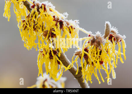 L'hamamélis (Hamamelis intermedia, Hamamelis x intermedia), Direction générale de la floraison avec givre Banque D'Images