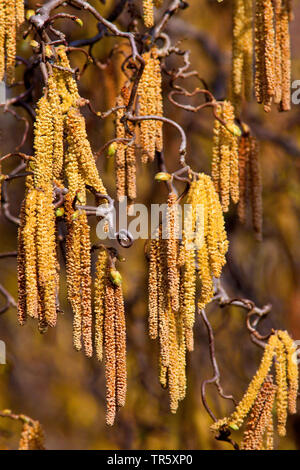 Corkscrew Hazel , Politique (Corylus avellana 'Contorta', Corylus avellana contorta), blooming, Allemagne Banque D'Images