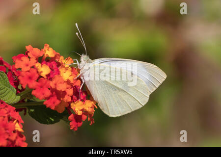 Large White (Pieris brassicae), sucer le nectar à big-sagem Lantana camara, Allemagne Banque D'Images