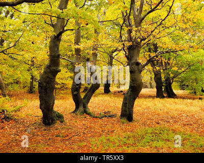 Le hêtre commun (Fagus sylvatica), vieille forêt de hêtres en automne, Bournak, République tchèque, montagnes, zones extractives Bournak, Mikulov Banque D'Images