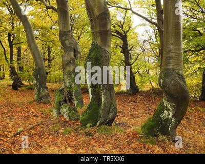 Le hêtre commun (Fagus sylvatica), vieille forêt de hêtres en automne, Bournak, République tchèque, montagnes, zones extractives Bournak, Mikulov Banque D'Images