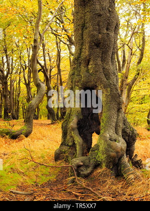 Le hêtre commun (Fagus sylvatica), vieille forêt de hêtres en automne, Bournak, République tchèque, montagnes, zones extractives Bournak, Mikulov Banque D'Images