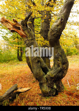Le hêtre commun (Fagus sylvatica), vieille forêt de hêtres en automne, Bournak, République tchèque, montagnes, zones extractives Bournak, Mikulov Banque D'Images