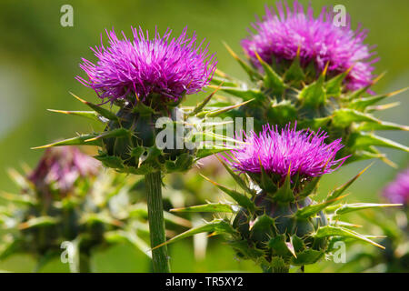 Bienheureuse milkthistle, Dame de Pitcher, le chardon-Marie (Silybum marianum, Carduus marianus), blooming, Allemagne Banque D'Images