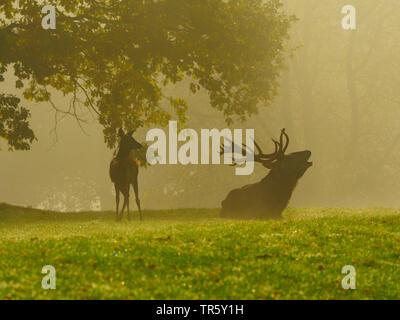 Red Deer (Cervus elaphus), rugissant hart avec Dupont dans la brume matinale sur une clairière, l'Allemagne, la Saxe Banque D'Images