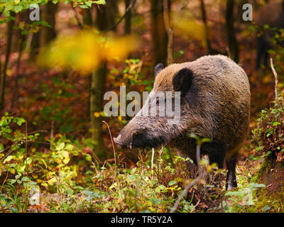 Le sanglier, le porc, le sanglier (Sus scrofa), wild sow se tenant dans une forêt d'automne, l'Allemagne, Bade-Wurtemberg Banque D'Images